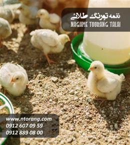 فروش جوجه گوشتی سپاهان طیور